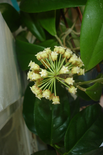 DSC08690.JPG