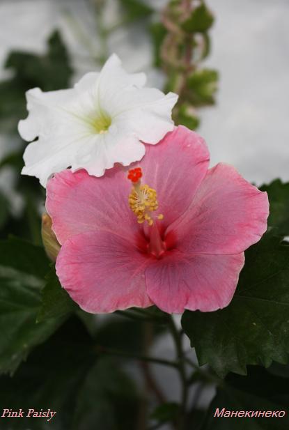 Pink Paisly.jpg