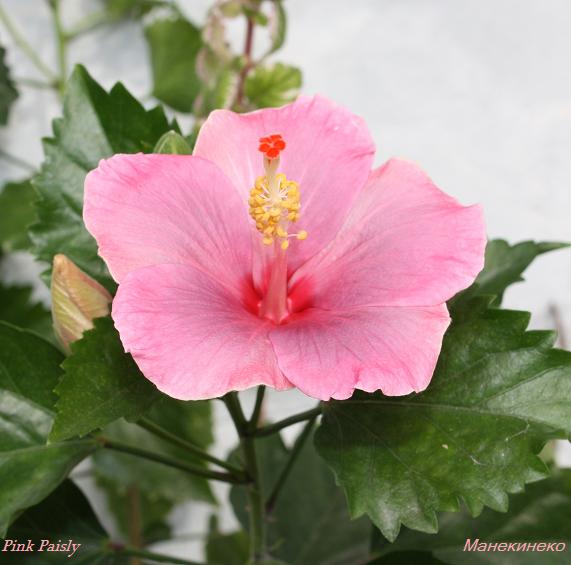Pink Paisly 1.jpg
