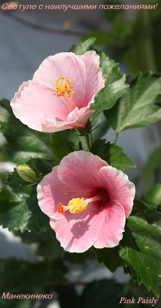 Pink Paisly 3.jpg