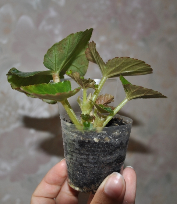 DSC_2331.jpg