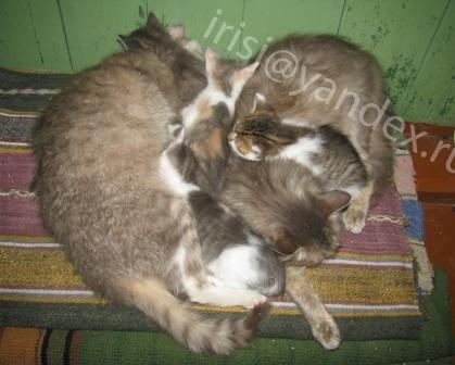 Котосердце2.jpg