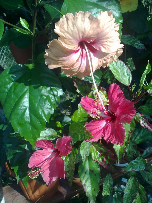 31072010221.jpg