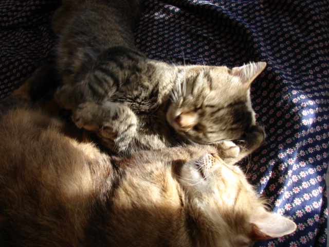 DSC00467.JPG