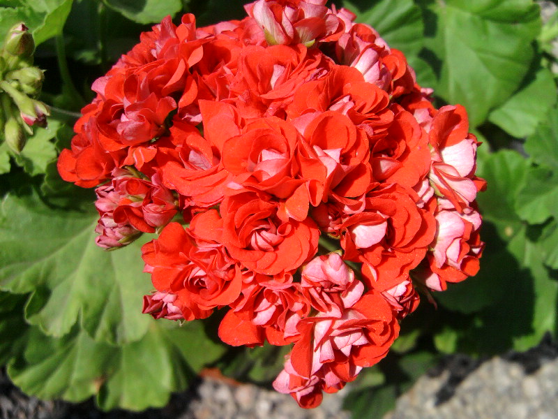 SP_A6873.jpg