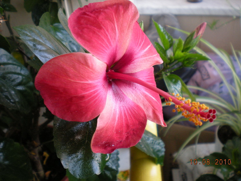 10.08.2010 003.jpg