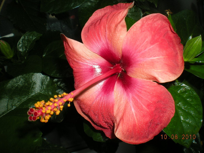 10.08.2010 004.jpg