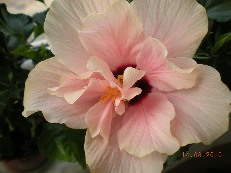 11.08.2010 074.jpg