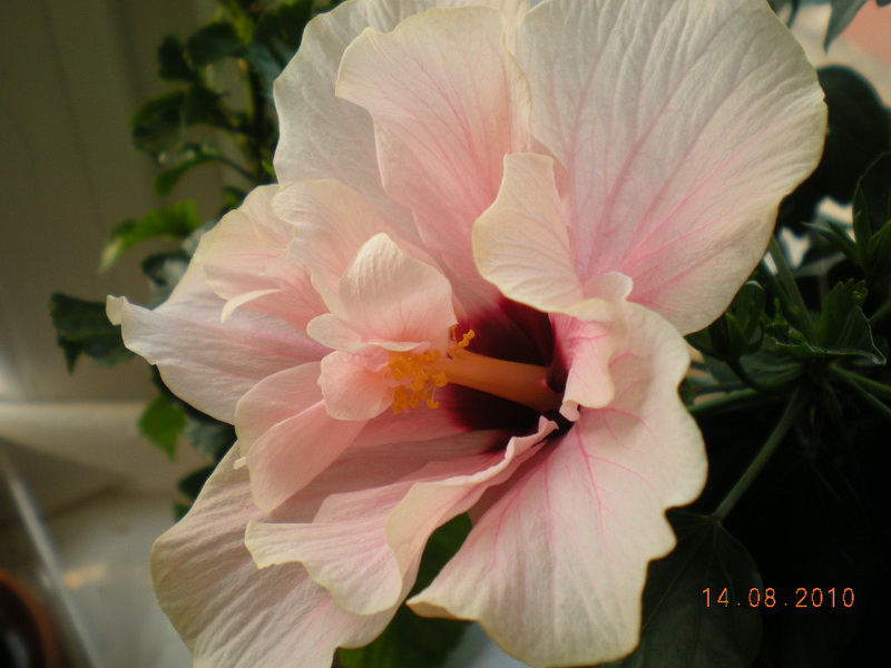 11.08.2010 072.jpg