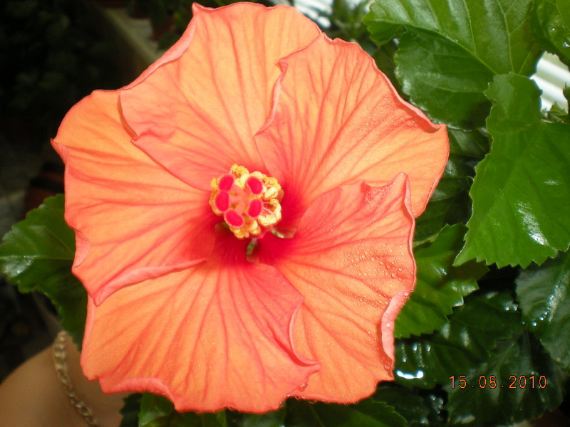 15.08.2010 003.jpg