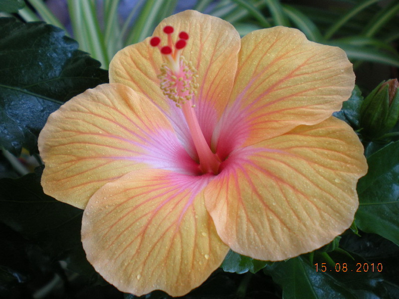 15.08.2010 006.jpg