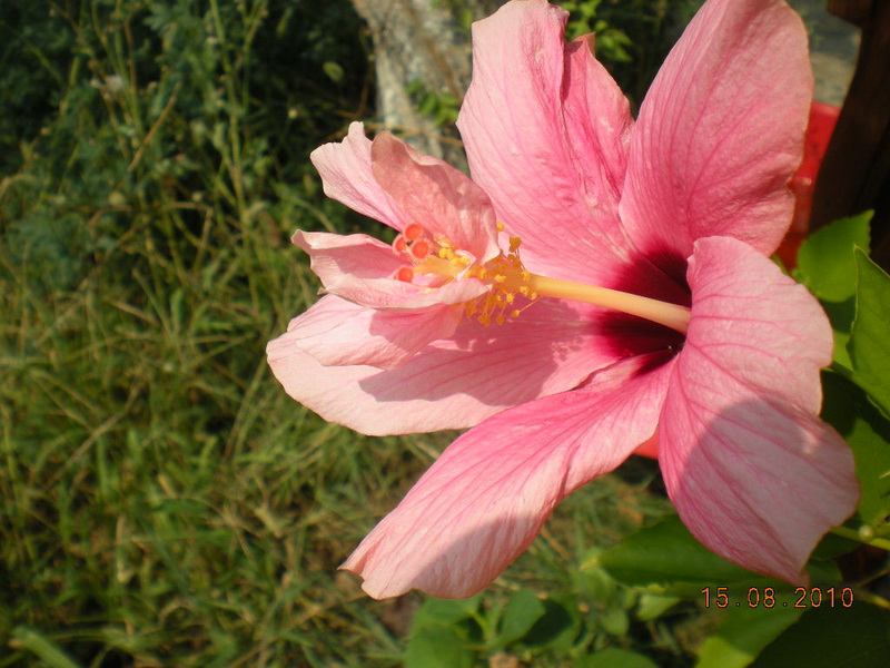 15.08.2010 015.jpg