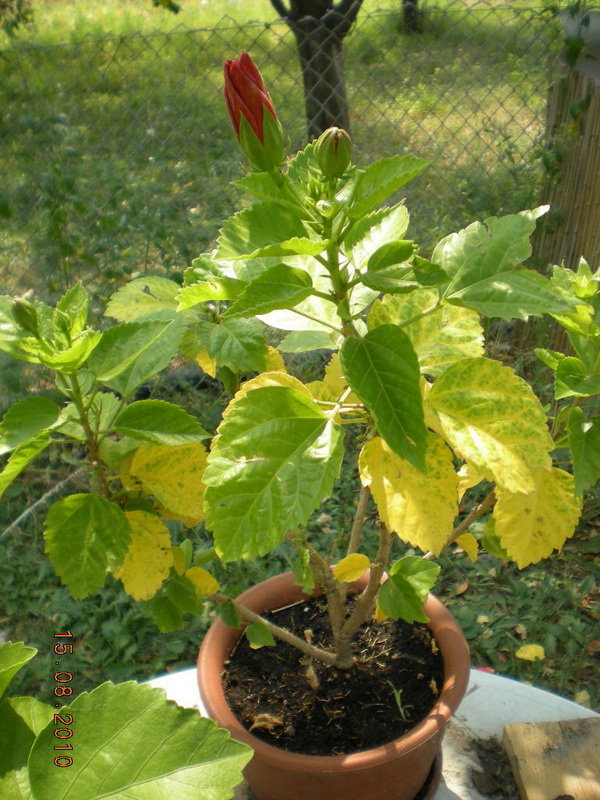 15.08.2010 017.jpg