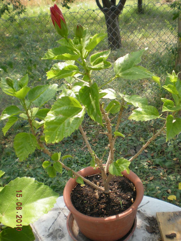 15.08.2010 023.jpg