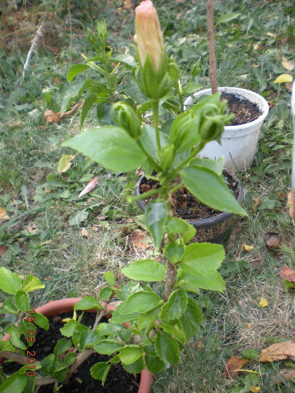 15.08.2010 024.jpg