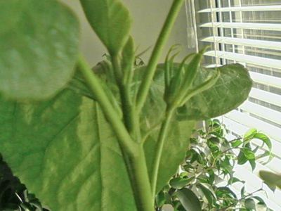 SP_A0959.jpg