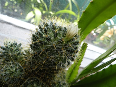 DSCN4043.jpg