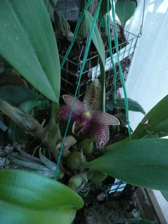 P1070624.JPG