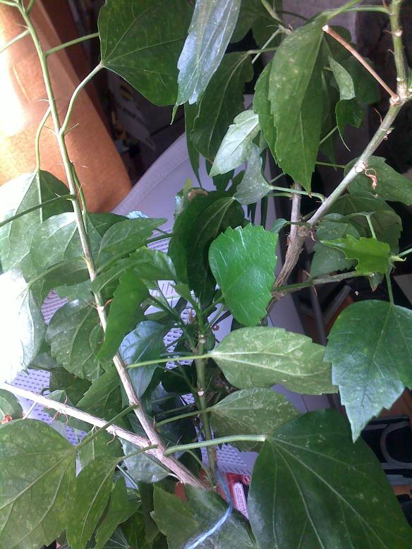 24082010308.jpg