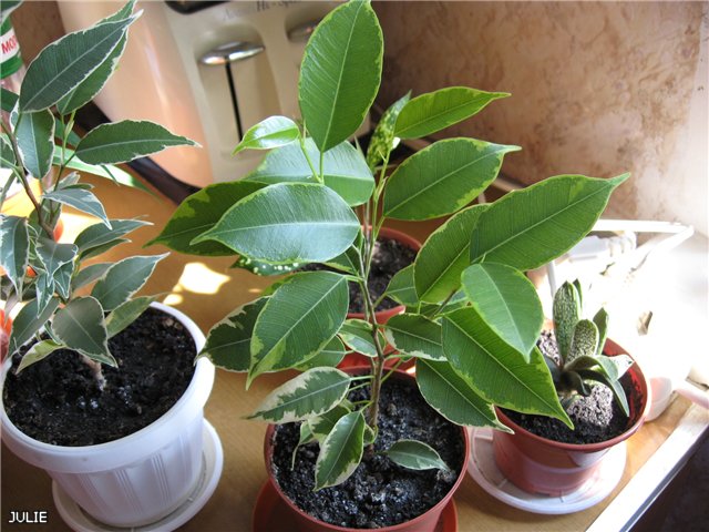 5c1ab4744338.jpg