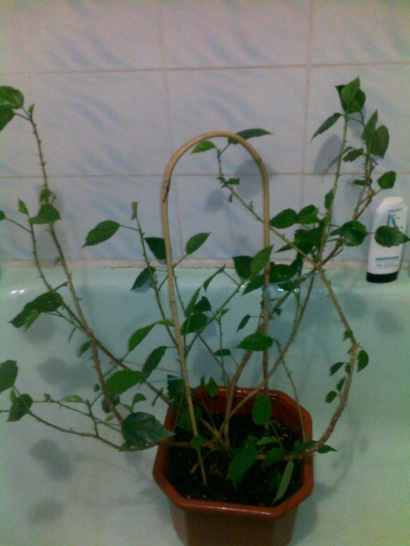 25082010310.jpg