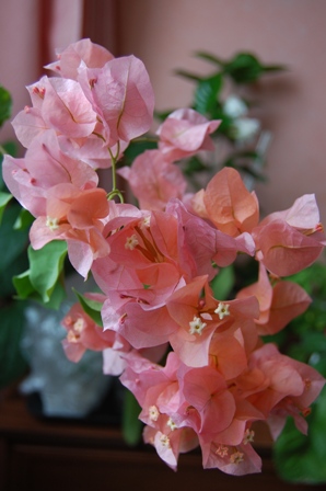 DSC_0157.JPG