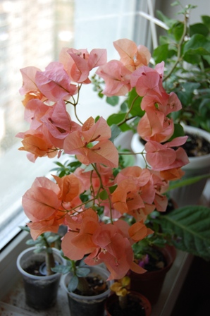 DSC_0155.JPG