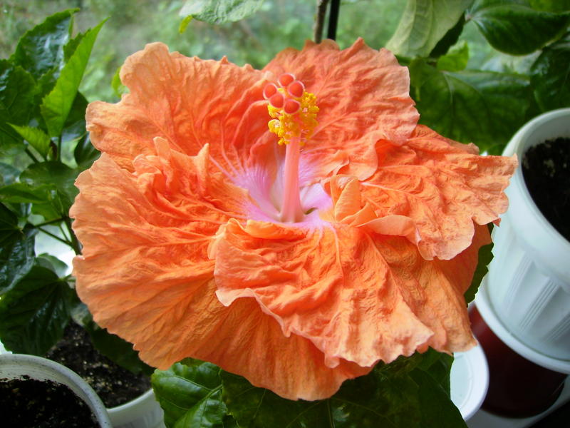 PICT0324_.jpg