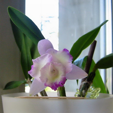 2010.09.034 -1.jpg