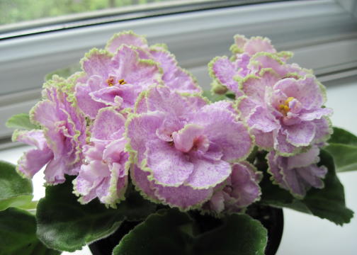 Aly`s Crinolines