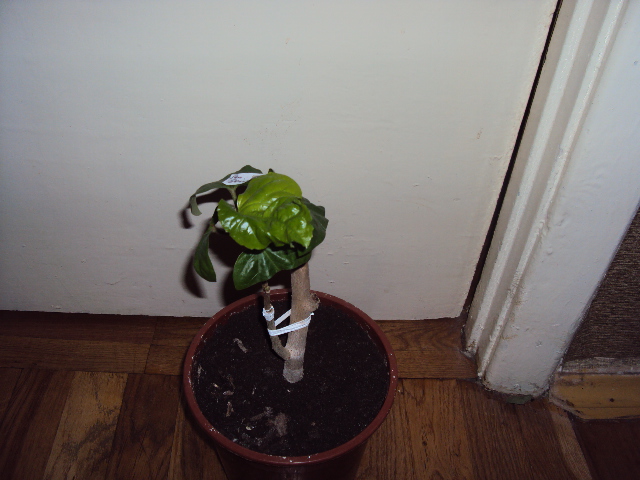 DSC01332.JPG