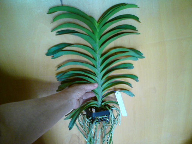 V.Pac Chong blue