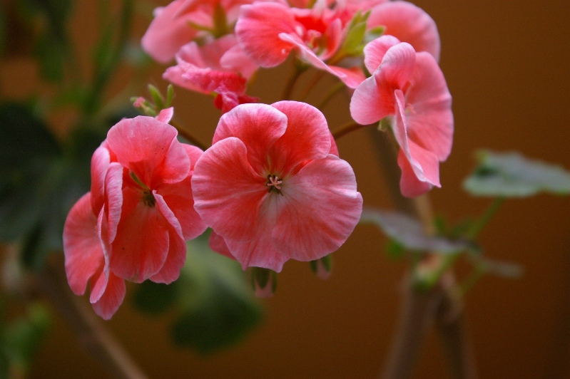 IMGP0213.JPG