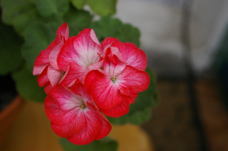 IMGP0216.JPG