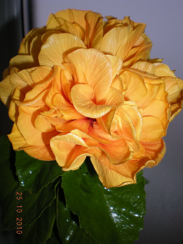 24.10.2010 009.jpg