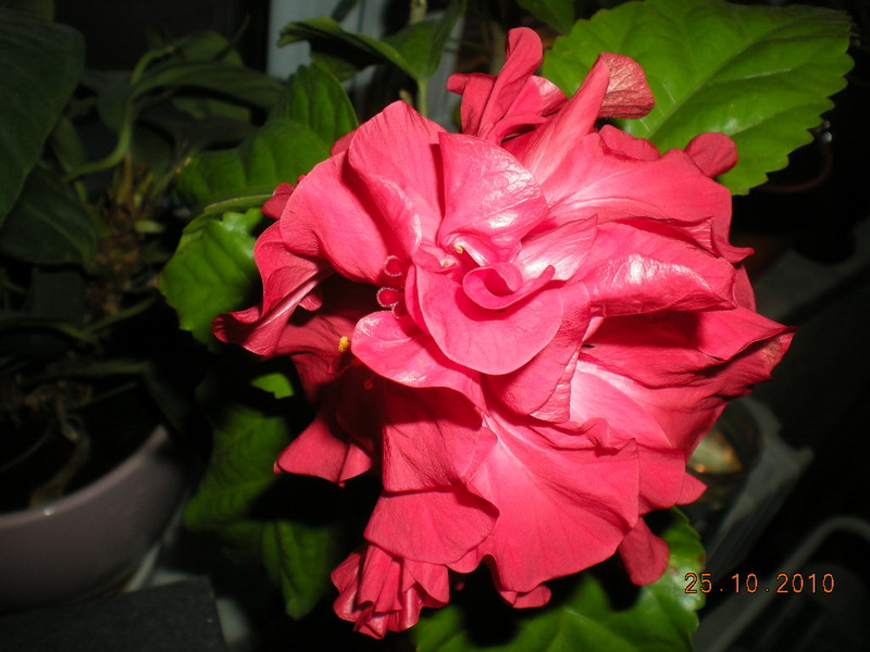 24.10.2010 004.jpg