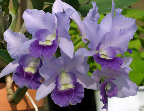 Royal Purple1.jpg