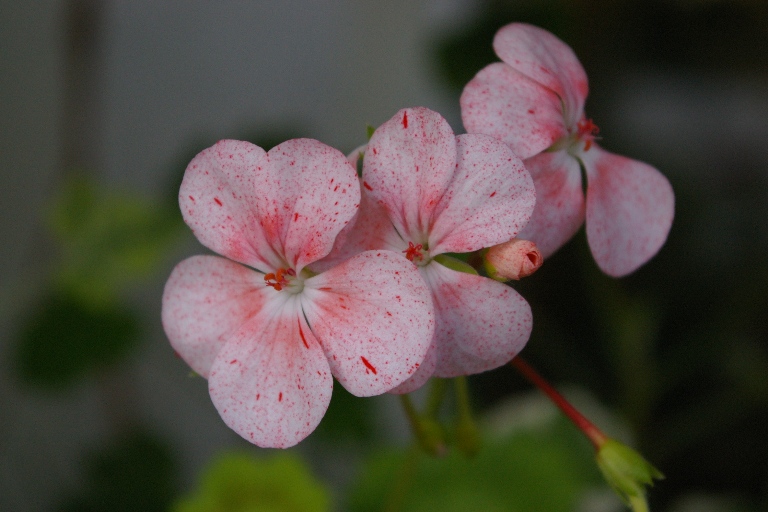 Bildeston Speckled