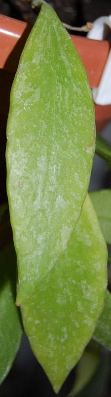 DSC_2486.JPG