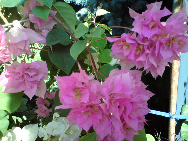 DSC01603.JPG