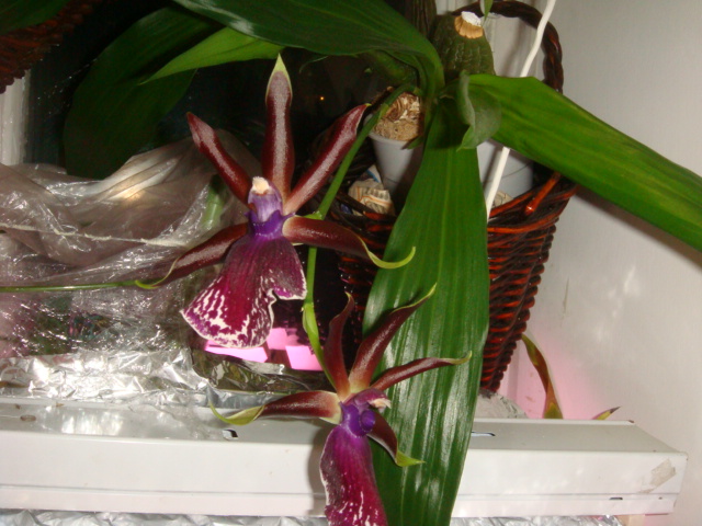 DSC06331.JPG
