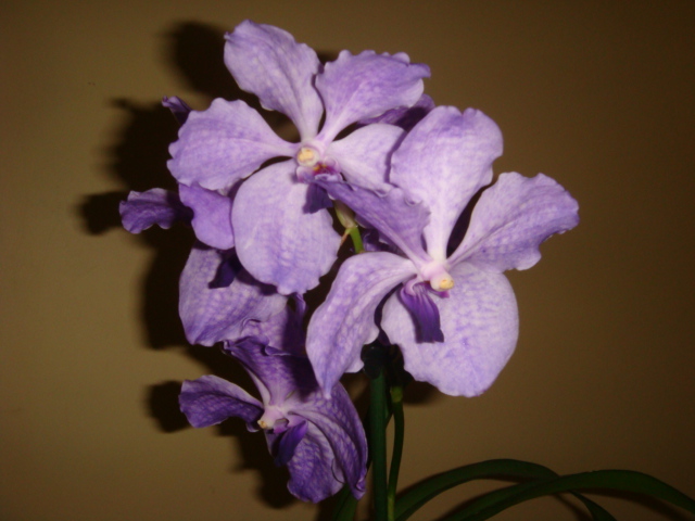 DSC06327.JPG