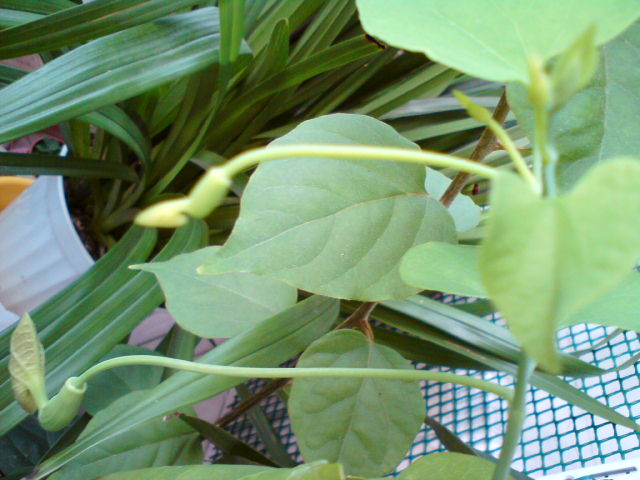 DSC02044.JPG