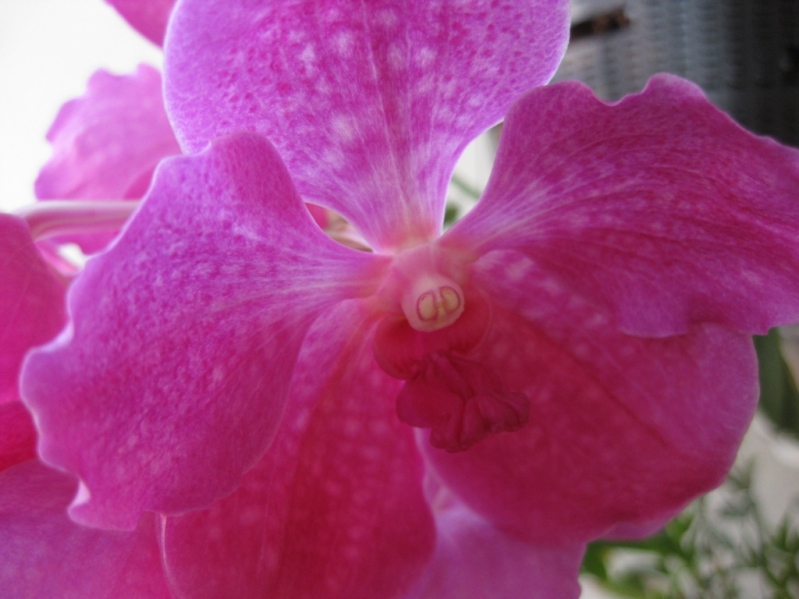 IMG_3539sj.jpg