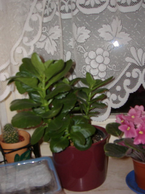 DSCF1100.jpg