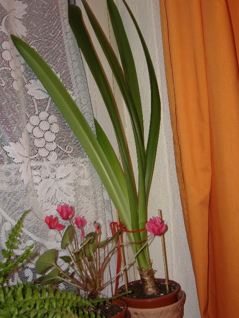 DSCF1101.jpg