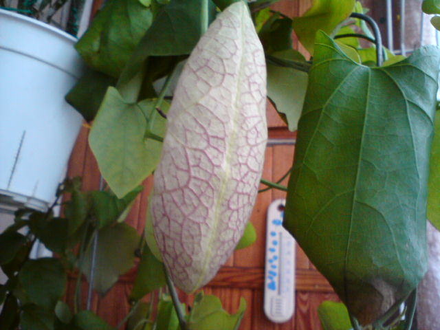 DSC02114.JPG