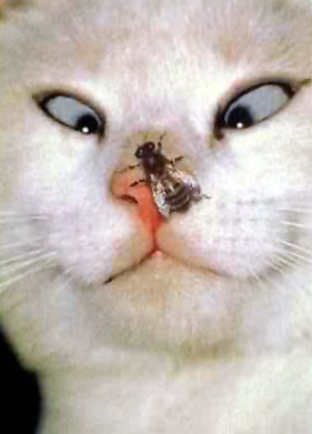 katze_fliege.jpg