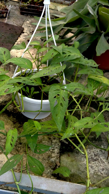 monstera.jpg