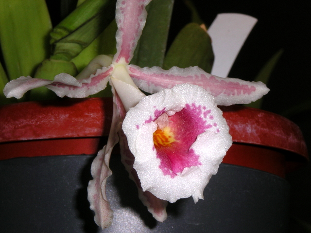 IMGP3010.JPG